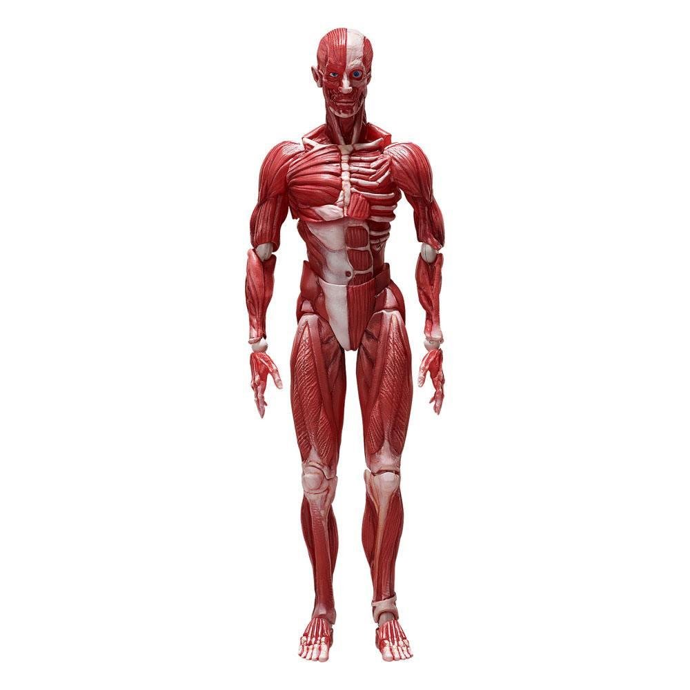 Φιγούρα Original Character – Human Anatomical Model Figma Action Figure (15cm)